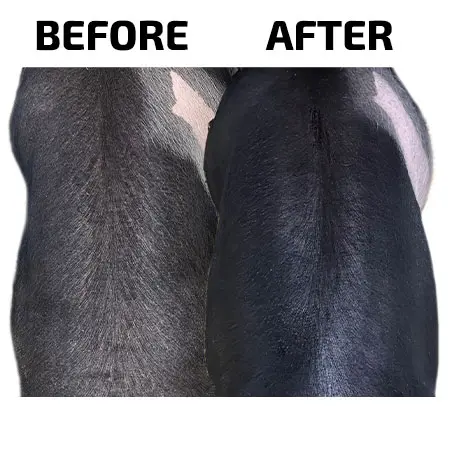 Black Pearl - Image 2