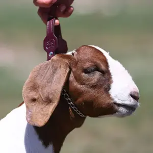 GOAT CHAIN BROWN LEATHER