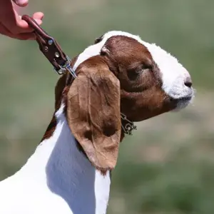 GOAT COLLAR W/ PRONGS