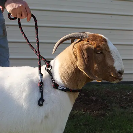 GOAT NECK TIE-