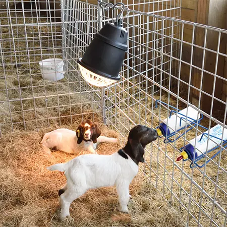 Prima Heat Lamp - Image 2