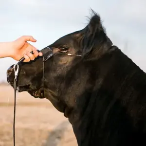 2.0 Phantom Cattle Cable Halter w/Ghost Grip