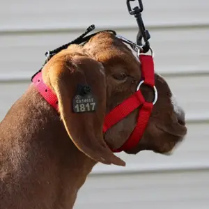 PERFORMANCE LAMB & GOAT HALTER