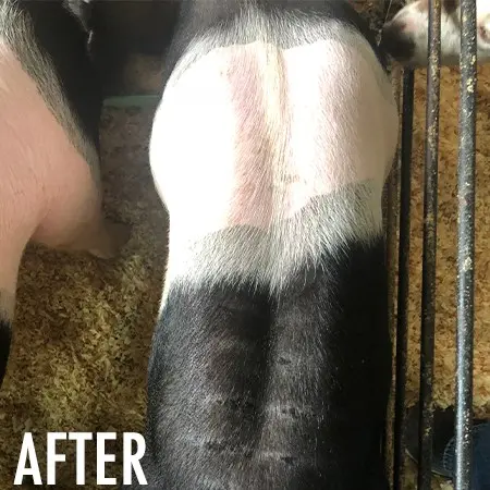 Sullivan's Red Line - Image 3