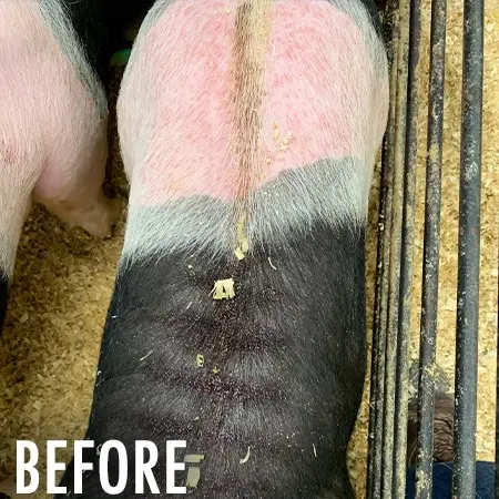 Sullivan's Red Line - Image 2