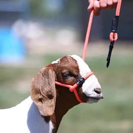 SHEEP & GOAT HALTER W SNAP LEAD - Image 12