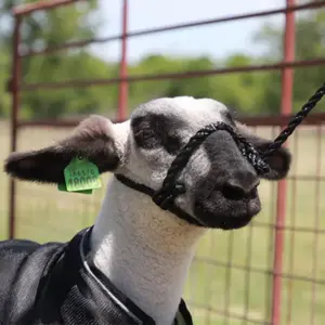 Sheep/Goat Rope Halter