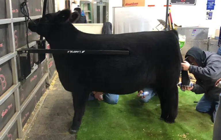 Straight Up Bars ( Set of 2) - Black - Image 3