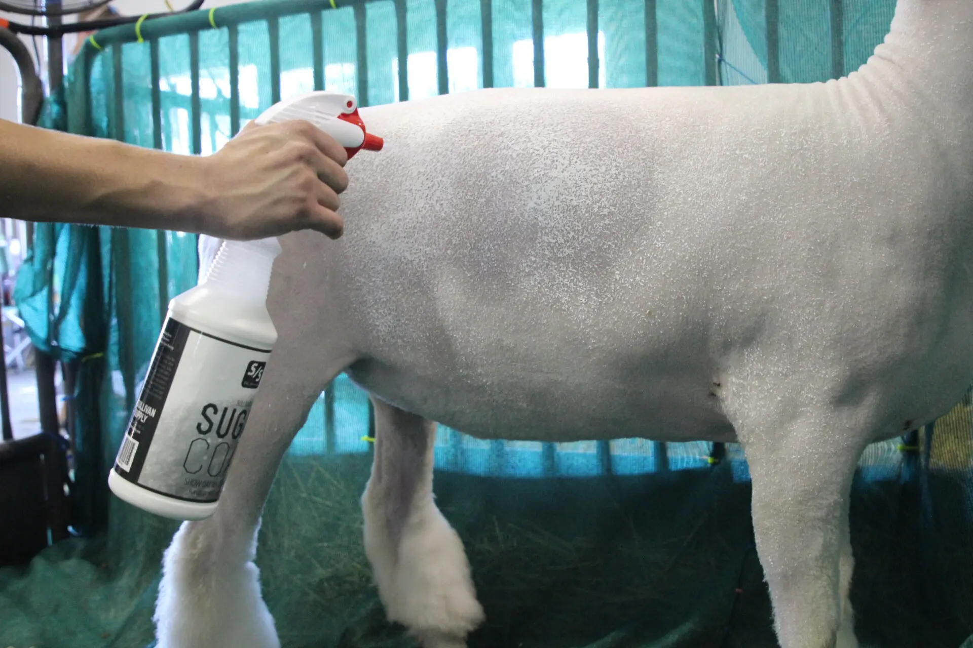 Sugar Coat 32oz - Image 3