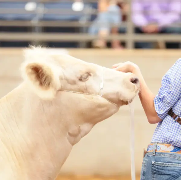 2. 0 phantom cattle cable halter w/ghost grip