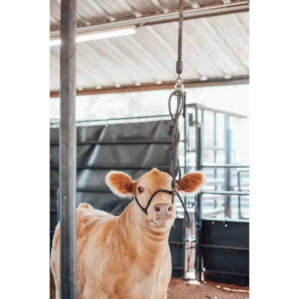 Quick Release Bungee Tie 6 Quick release bungee tie