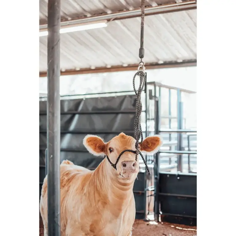 Quick Release Bungee Tie 3 Quick release bungee tie - image 3