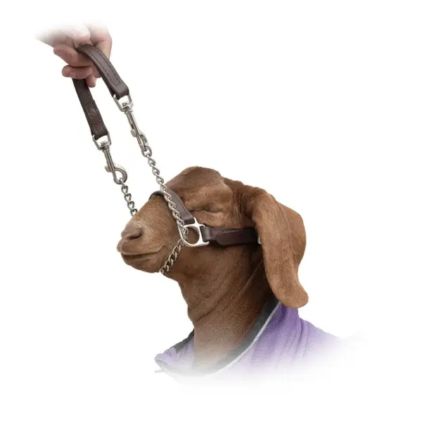 Showman's choice goat halter
