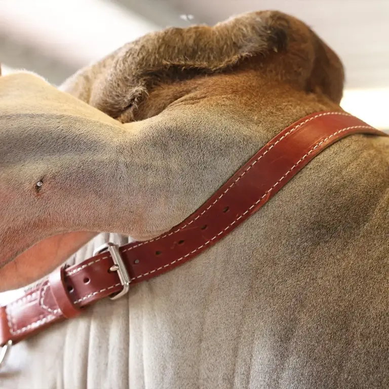 Heritage show halter - image 6