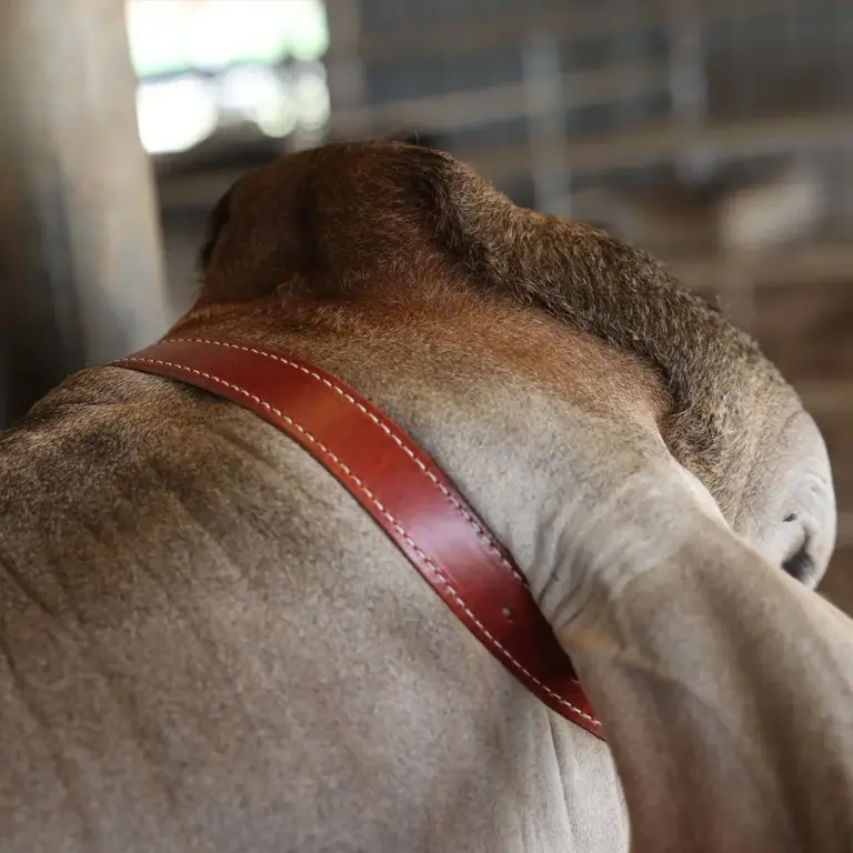 Heritage show halter - image 5