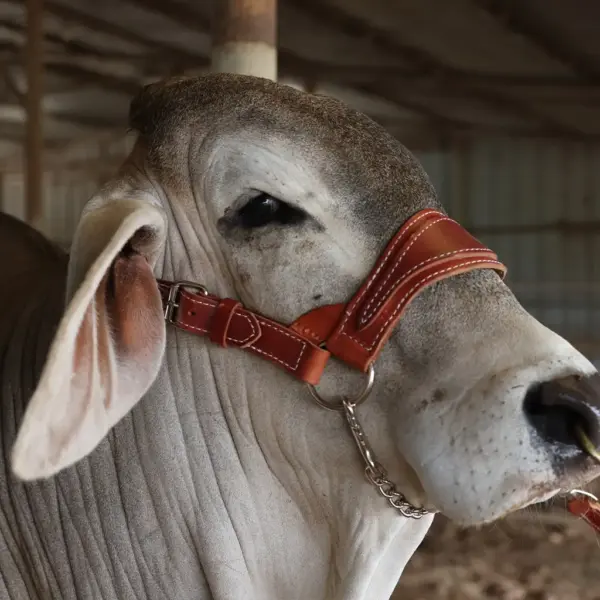 Heritage show halter