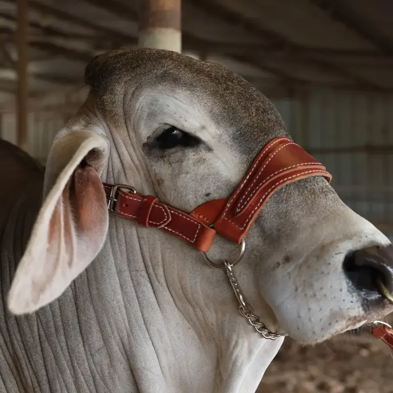 Heritage show halter - image 4
