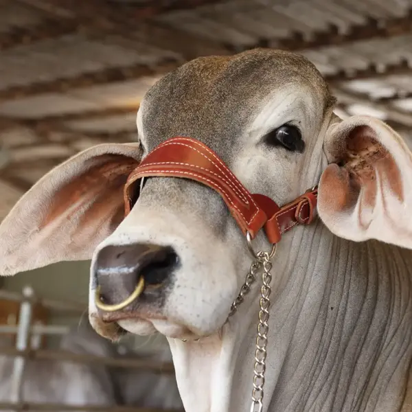 Heritage show halter