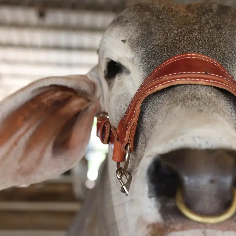 Heritage show halter - image 2
