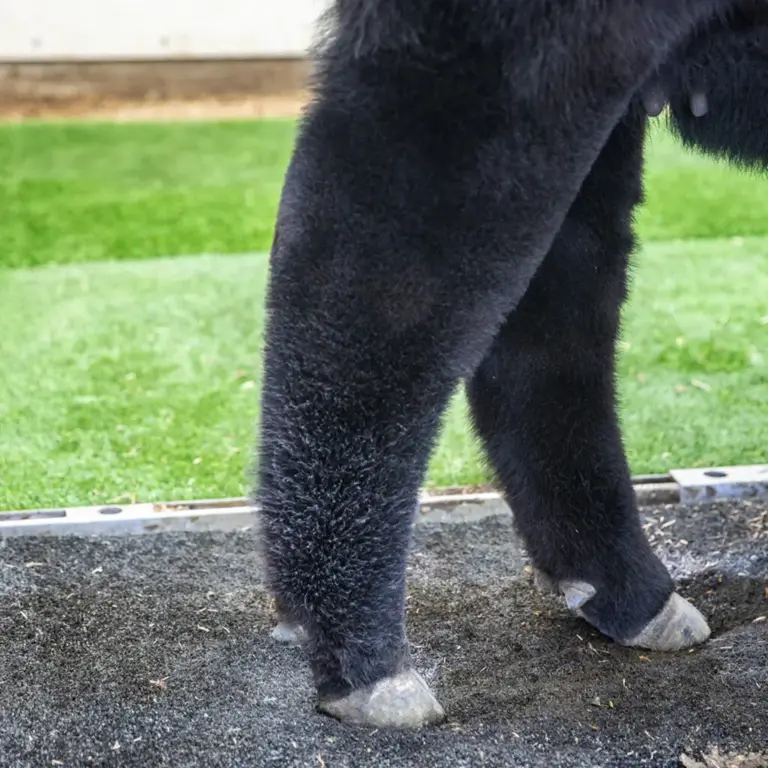 Tail adhesive - image 3