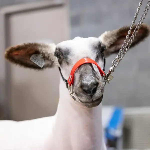 Next Level Chain Halter