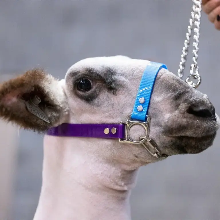 Next Level Chain Halter - Image 3