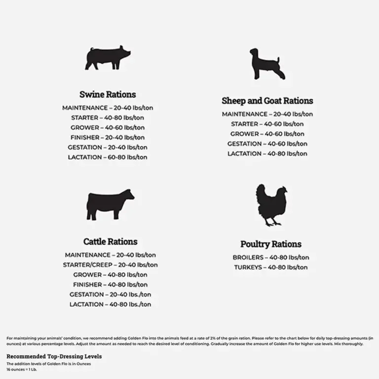 GOLDEN FLO GALLON - Image 2